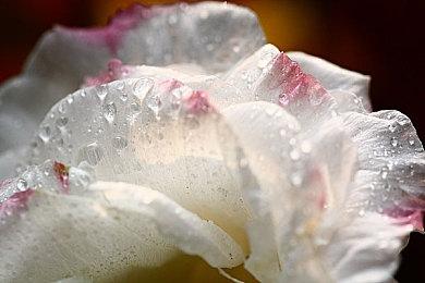 《羊蹄山之魂》确认加入采集食物 力求真实描绘北海道